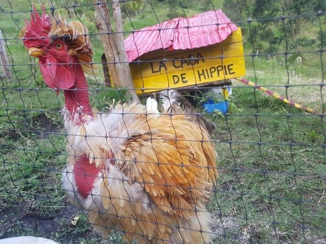 Imagen de la casita de una gallina llamada hippie