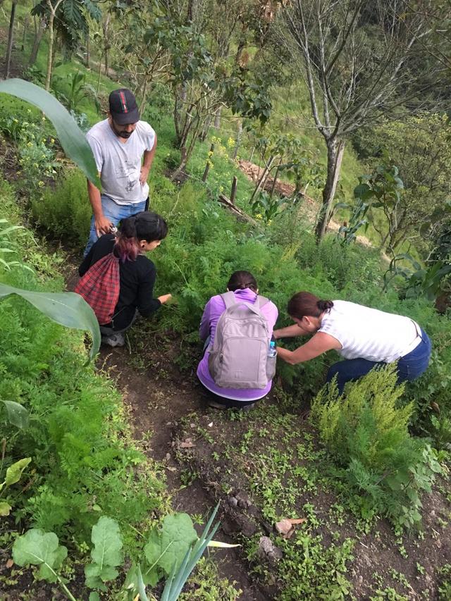 Imagen de una huerta en el Cañón del Combeima