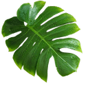 Imagen de una hoja grande con gotas de agua