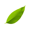 Imagen de una hoja pequeña de color verde claro